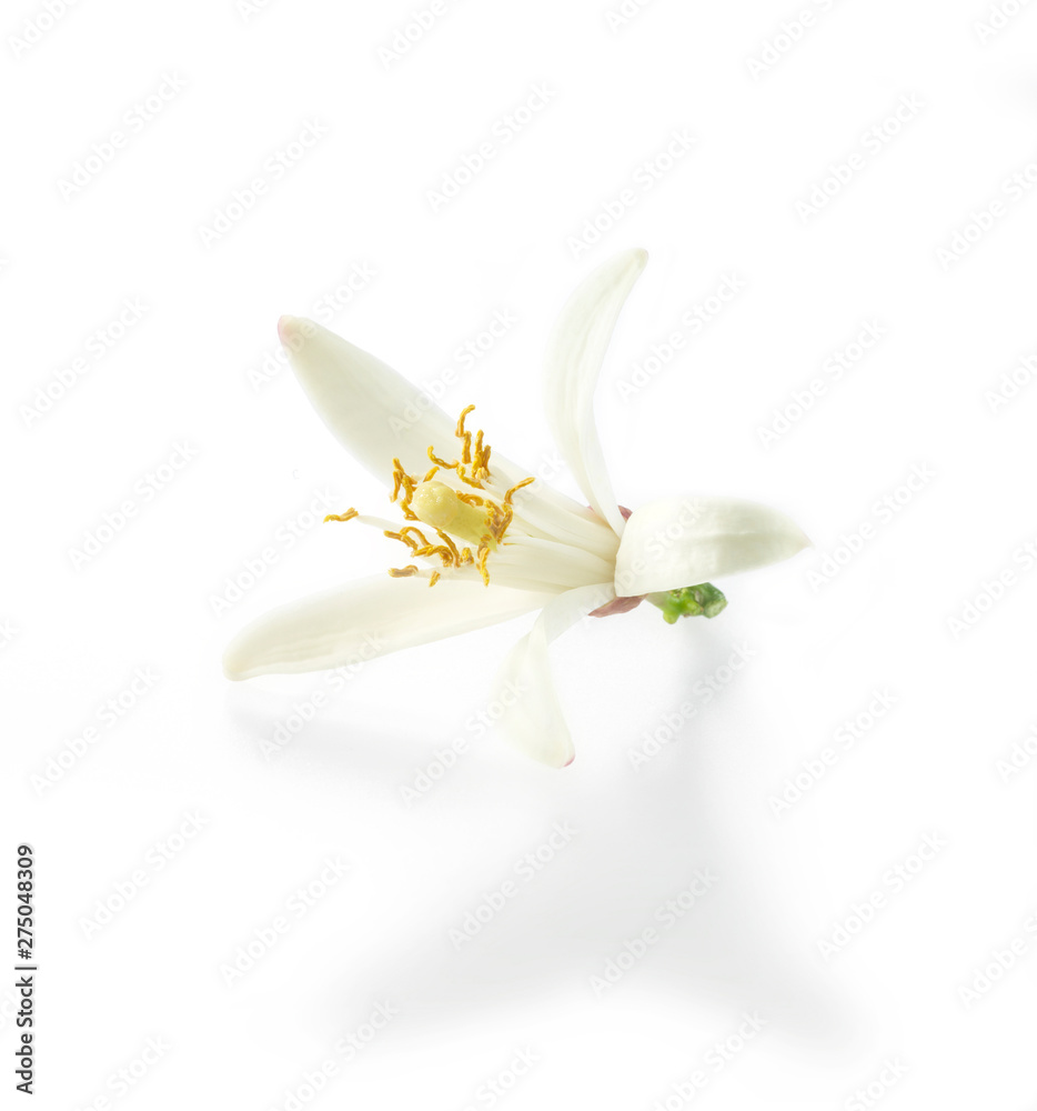Zitronenblüte Zitronenblüte