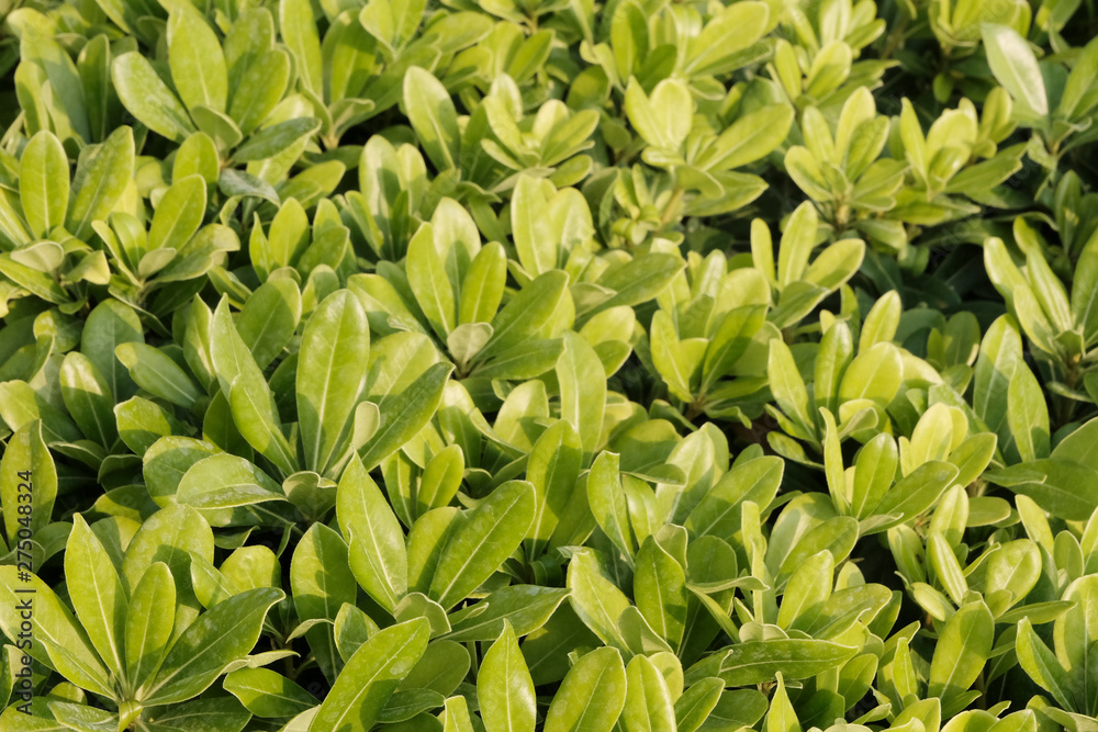 Green shrub leaves as background, top close-up, horizontal. Natural fresh food background or texture. Green shrub leaves as background, top close-up, horizontal. Natural fresh food background or texture.