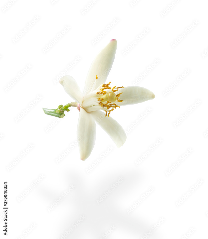 Citrus flower on white background Citrus flower on white background