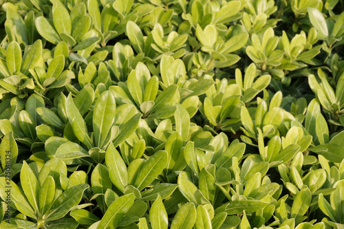 Green shrub leaves as background, top close-up, horizontal. Natural fresh food background or texture.