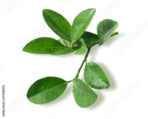 plant with green leaves isolated on white