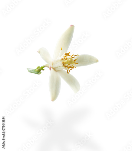 Citrus flower on white background