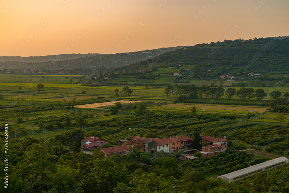 sunset in Croatia, Umag vineyard landscape