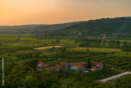 sunset in Croatia, Umag vineyard landscape © pellephoto