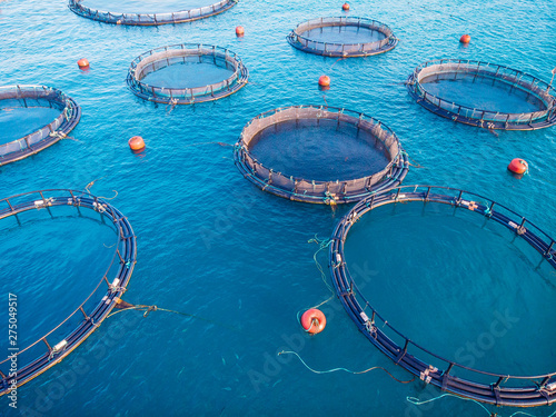 Farm fish Salmon aquaculture blue water floating cages. Aerial top view