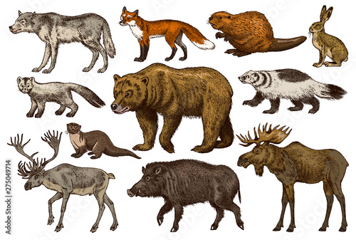 Set of Wild animals. Brown Grizzly Bear Forest Moose Red Fox North Boar Wolf Sable Badger Gray Hare Reindeer River otter. Vintage monochrome Mammal and Predator in Europe. Engraved hand drawn sketch.