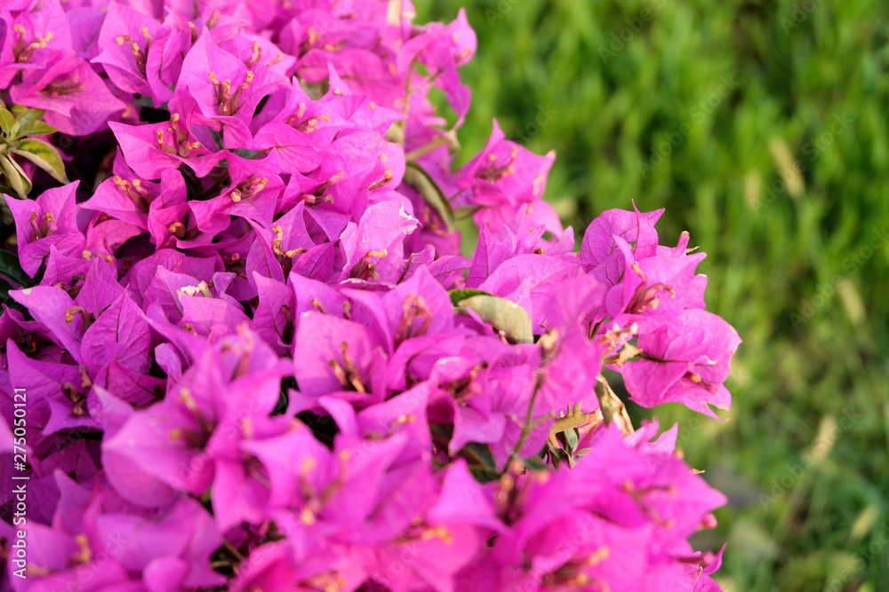 Blooming pink and red flowers of the oleander, or nerium in the garden. Selective focus. Copy space. Blooming spring, exotic summer, Sunny day concept.