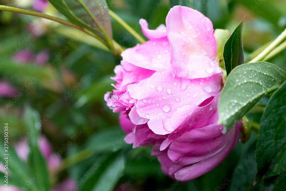Peonies in the morning dew in the garden. Peonies in the morning dew in the garden.