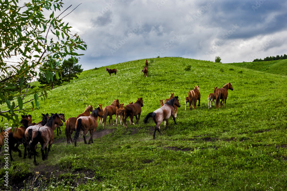 herd of cows grazing in field herd of cows grazing in field