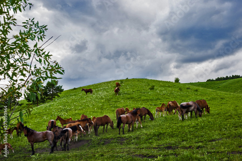 Fototapeta Naklejka Na Ścianę i Meble -  herd of cows grazing in field