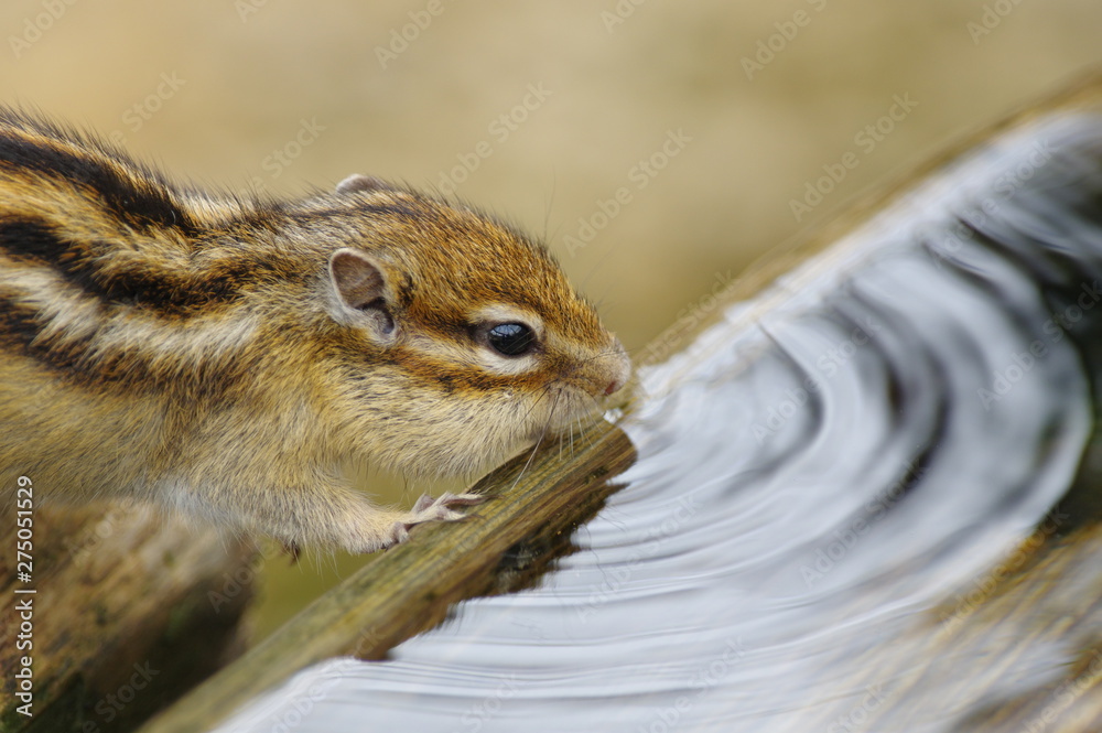 シマリス シマリス