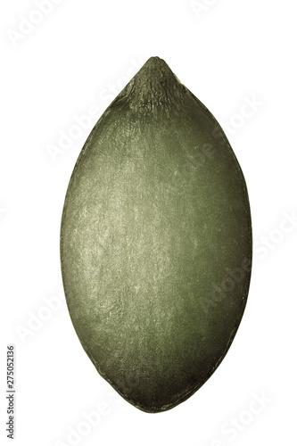 Single Pumpkin seed isolated on white background