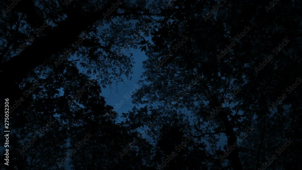 Looking Up At Dark Trees In The Evening