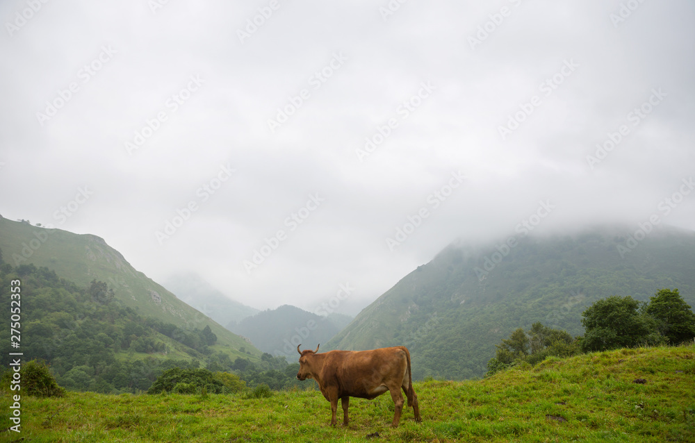 Obraz premium farm cows in asturias