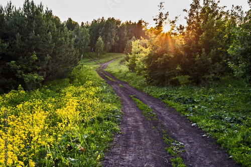 road in the forest