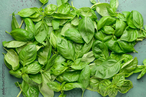 Fresh green basil on color background