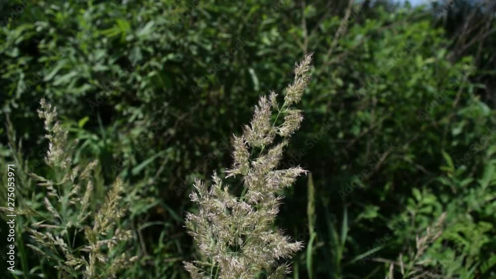 View of a dry branch against the grass. View of a dry branch against the grass.