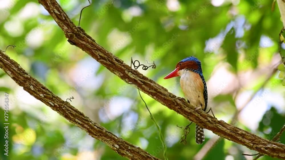 A tree kingfisher and one of the most beautiful birds found in Thailand within tropical rain-forests; the male is covered with blue feathers and the female golden-brown with band-like stripes. A tree kingfisher and one of the most beautiful birds found in Thailand within tropical rain-forests; the male is covered with blue feathers and the female golden-brown with band-like stripes.