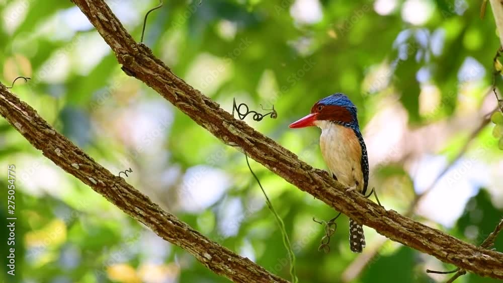 A tree kingfisher and one of the most beautiful birds found in Thailand within tropical rain-forests; the male is covered with blue feathers and the female golden-brown with band-like stripes. A tree kingfisher and one of the most beautiful birds found in Thailand within tropical rain-forests; the male is covered with blue feathers and the female golden-brown with band-like stripes.
