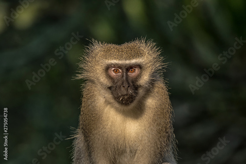 Close-up of a vervet monkey looking towards the camera