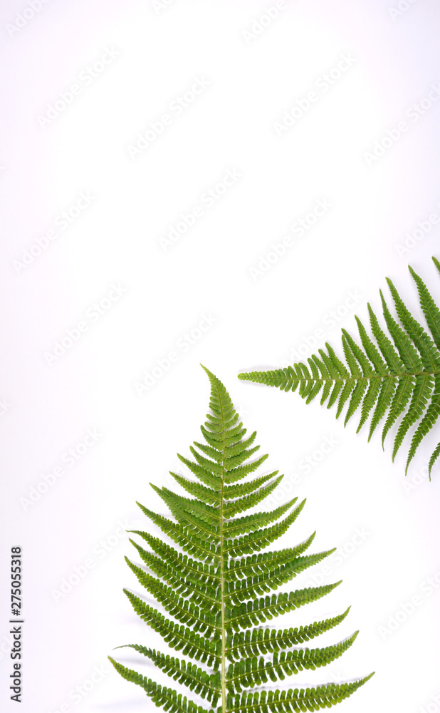 Fern leaves pattern on white background with copy space for your own text