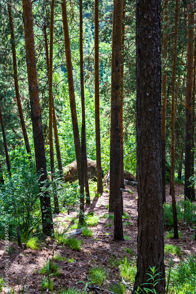 Obraz premium trees in the forest