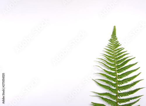 Green leave, Fern leave on white background for wallpaper with copy space for your own text