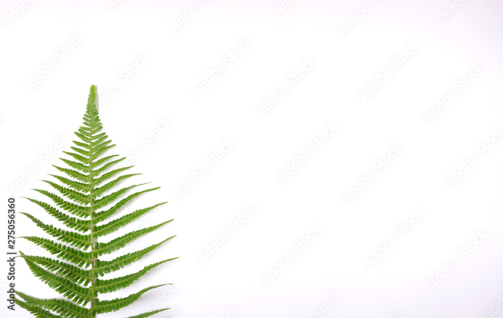 Close up of fern on white background isolated just like a christmas tree nice for a postcard