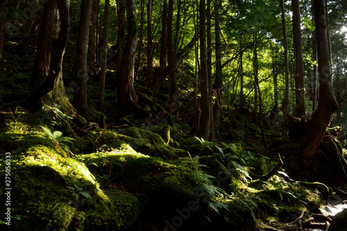 薄暗い苔に覆われた森 © askaflight