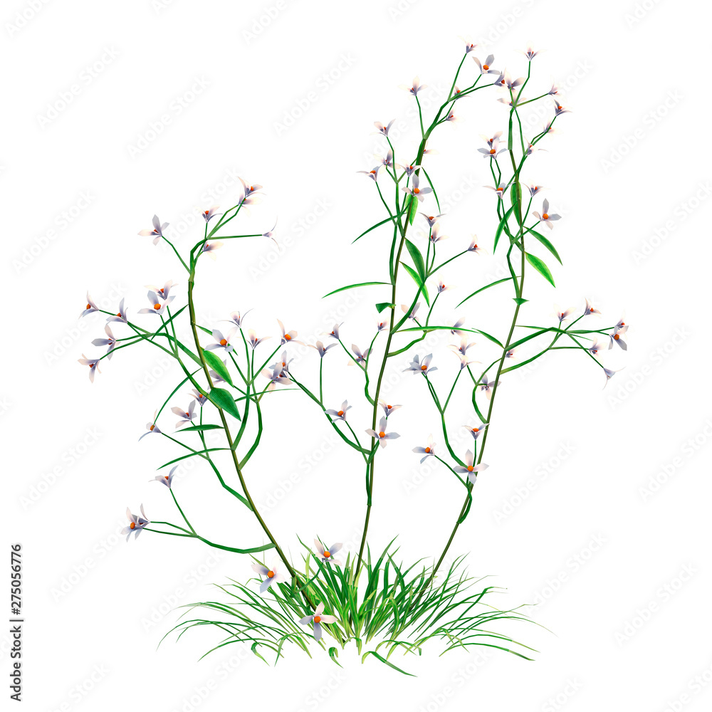 3D Rendering Field Flowers on White 3D Rendering Field Flowers on White