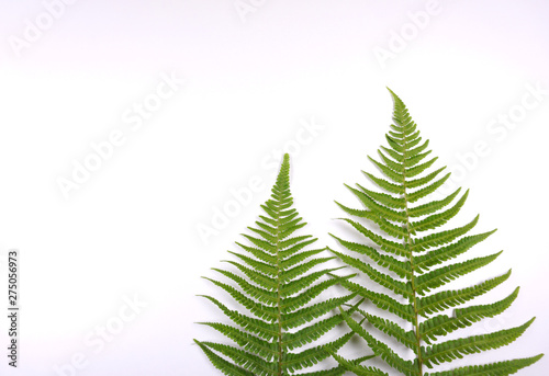 Natural fresh fern leaves look like christmas tree on white background with copy space for your own text like a christmascard