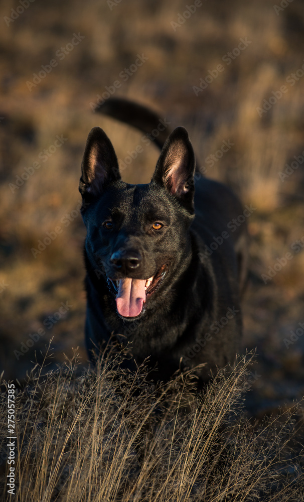 Portrait of cute mixed breed black dog walking on sunny meadow. Portrait of cute mixed breed black dog walking on sunny meadow.