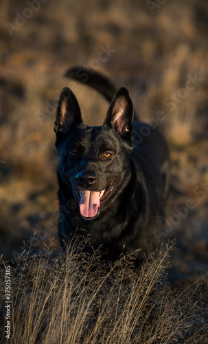 Portrait of cute mixed breed black dog walking on sunny meadow.