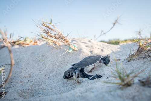 Baby Green sea turtle on the beach.