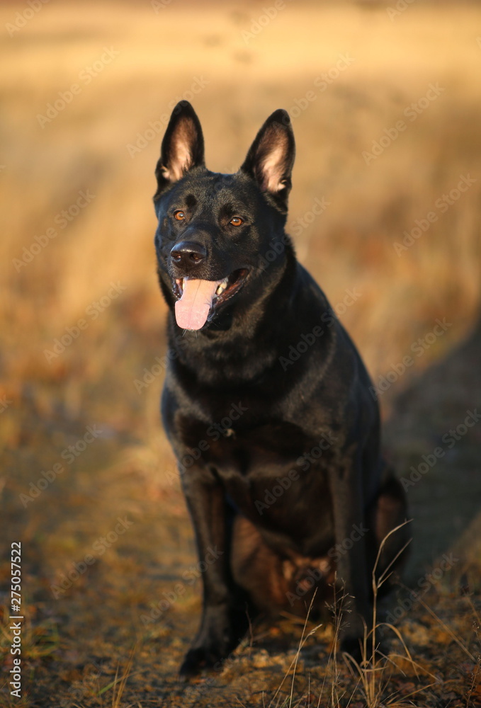 Portrait of cute mixed breed black dog walking on sunny meadow.