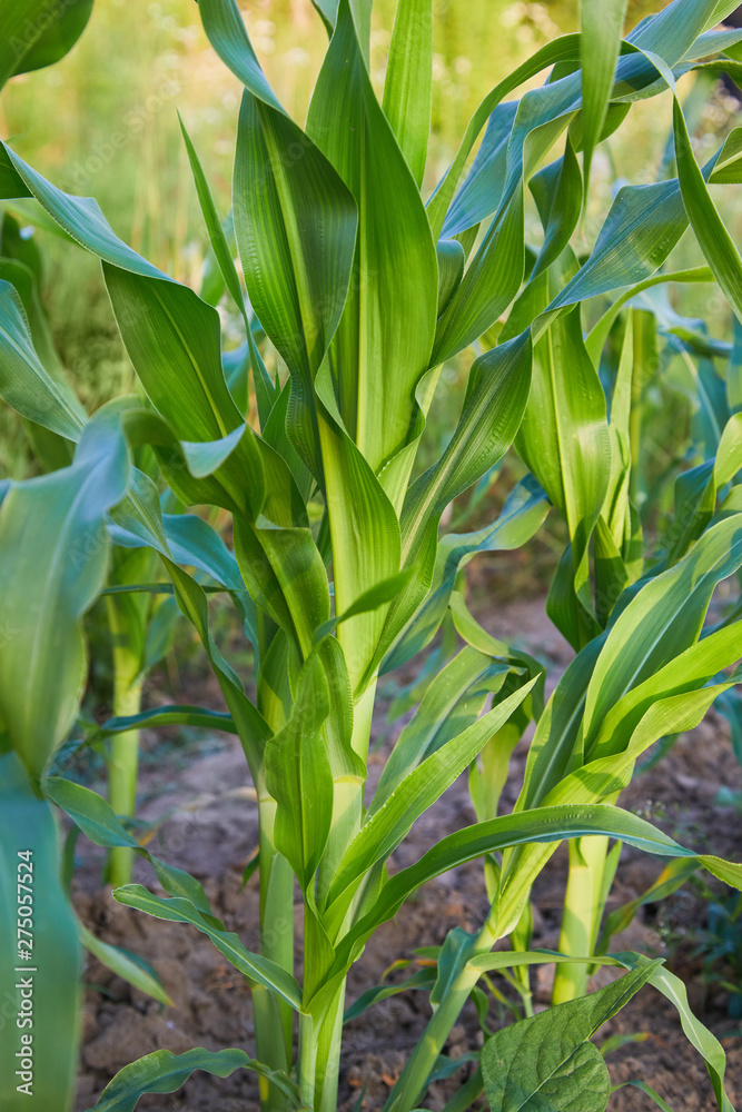 Corn crops growing in the vegetable garden outdoors. Corn plant. Space for text. Close up view