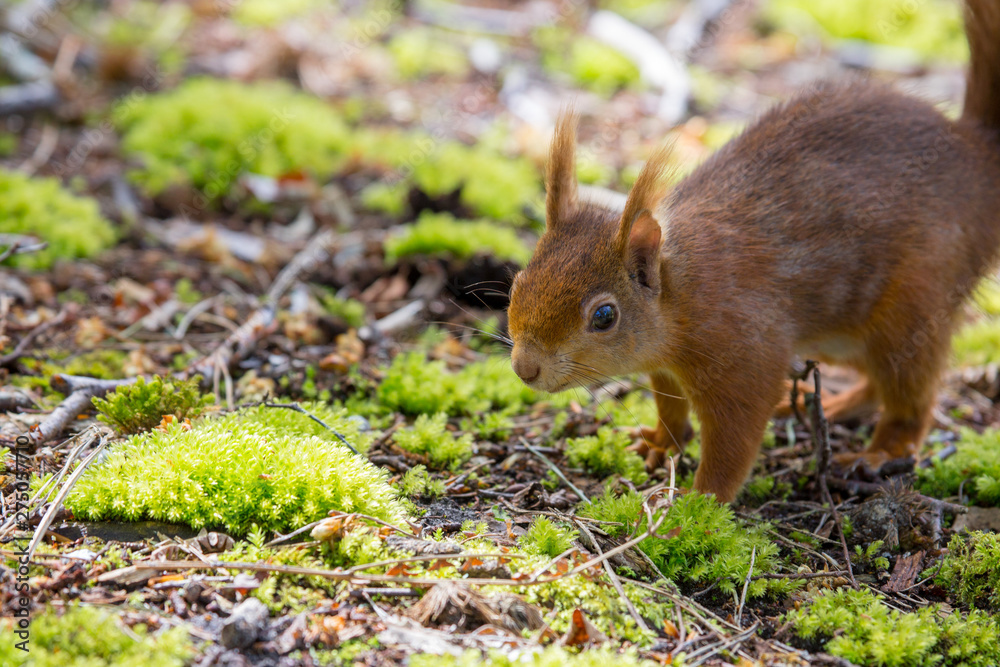 red squirrel
