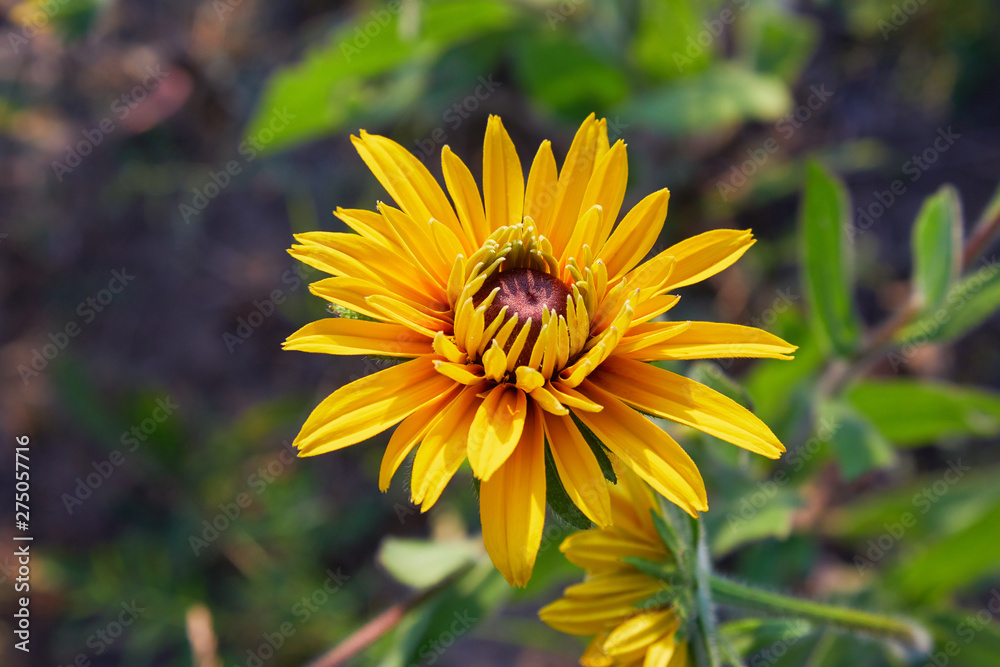 Yellow Rudbeckia (coneflowers, black-eyed-susans) flowers close-up. Rudbeckia in the garden. Yellow-brown flowers with outstanding seed at the center of a dark color
