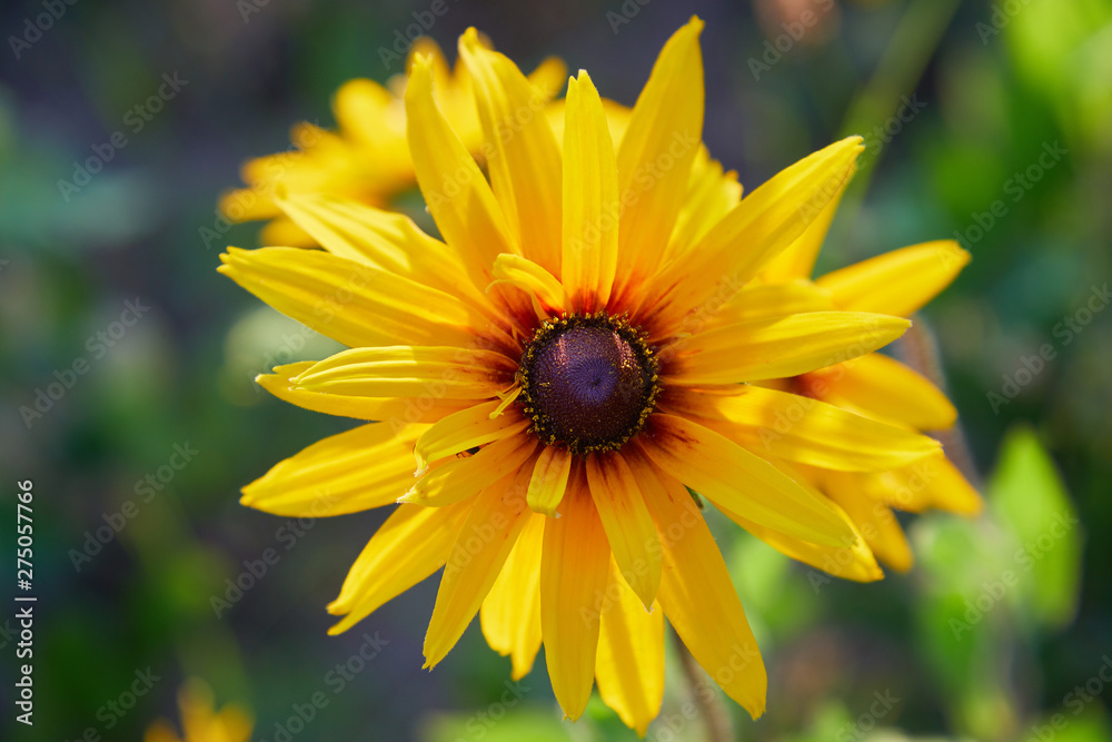 Yellow Rudbeckia (coneflowers, black-eyed-susans) flowers close-up. Rudbeckia in the garden. Yellow-brown flowers with outstanding seed at the center of a dark color