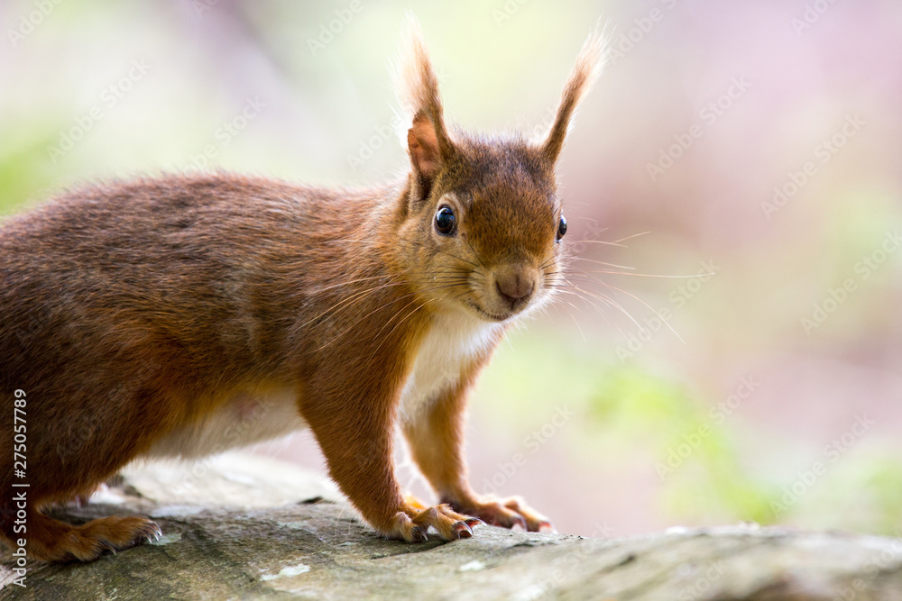 red squirrel red squirrel