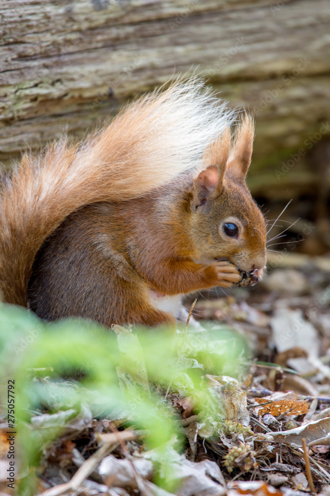 Obraz premium red squirrel
