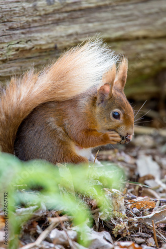red squirrel © Larkspur