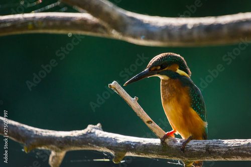 Common European Kingfisher or Alcedo atthis perched on a stick above the river and hunting for fish photo