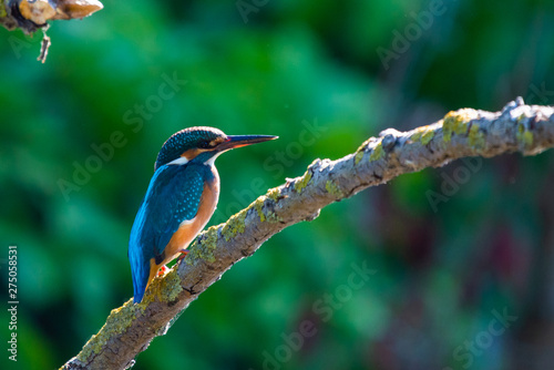 Common European Kingfisher or Alcedo atthis perched on a stick above the river and hunting for fish photo