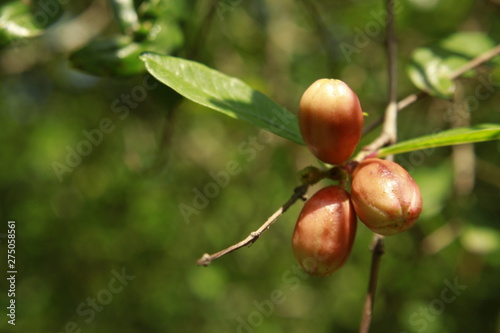 Flower of Pomegranate (Punica granatum).