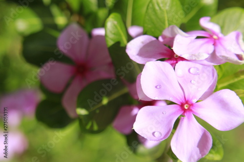 Catharanthus roseus flower, commonly known as the Madagascar periwinkle, rose periwinkle, or rosy periwinkle. photo