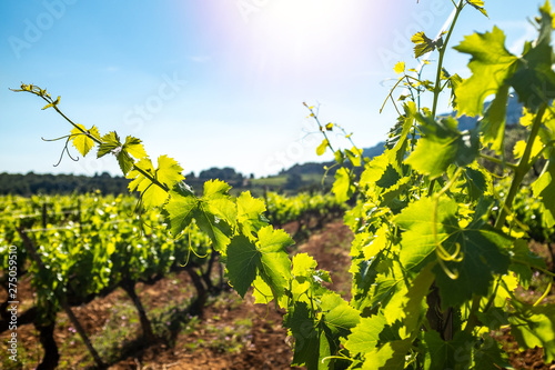 Fotografie Sunbeam illuminating vineyard leaves.