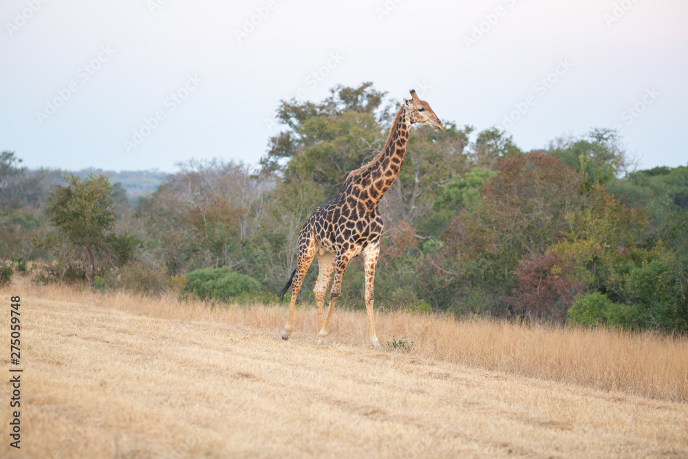 Fototapeta premium Giraffe in the Savanna