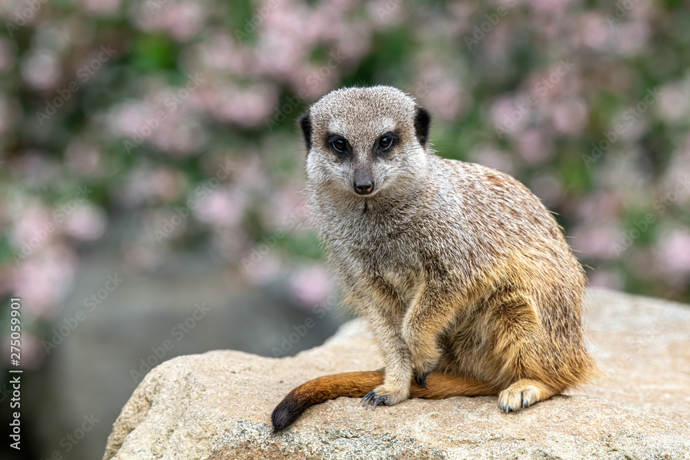 Fototapeta premium Portrait of a wild African Meerkat (Suricatta).