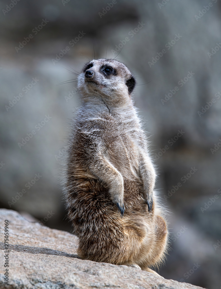 Fototapeta premium Portrait of a wild African Meerkat (Suricatta).